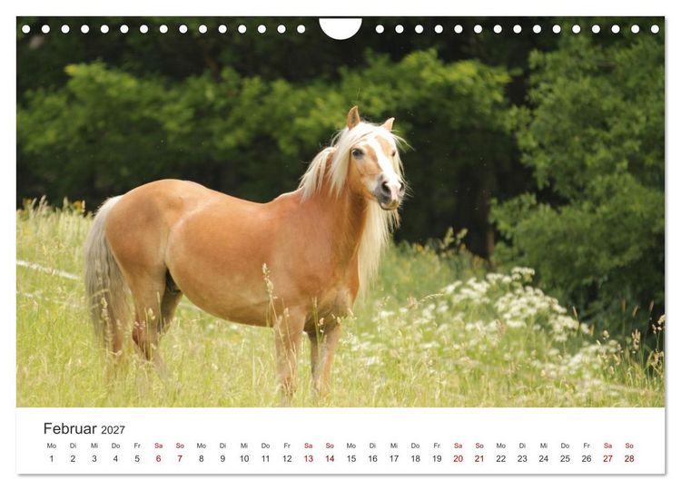 Produktbild: Haflinger - blonde Sch&ouml;nheiten (Wandkalender 2027 DIN A4 quer), CALVENDO Monatskalender