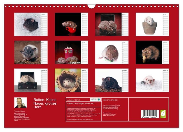 Produktbild: Ratten. Kleine Nager, gro&szlig;es Herz. (Wandkalender 2026 DIN A3 quer), CALVENDO Monatskalender