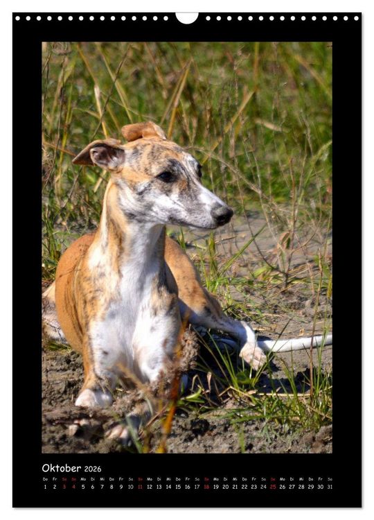 Produktbild: Ein Whippet wird erwachsen (Wandkalender 2026 DIN A3 hoch), CALVENDO Monatskalender