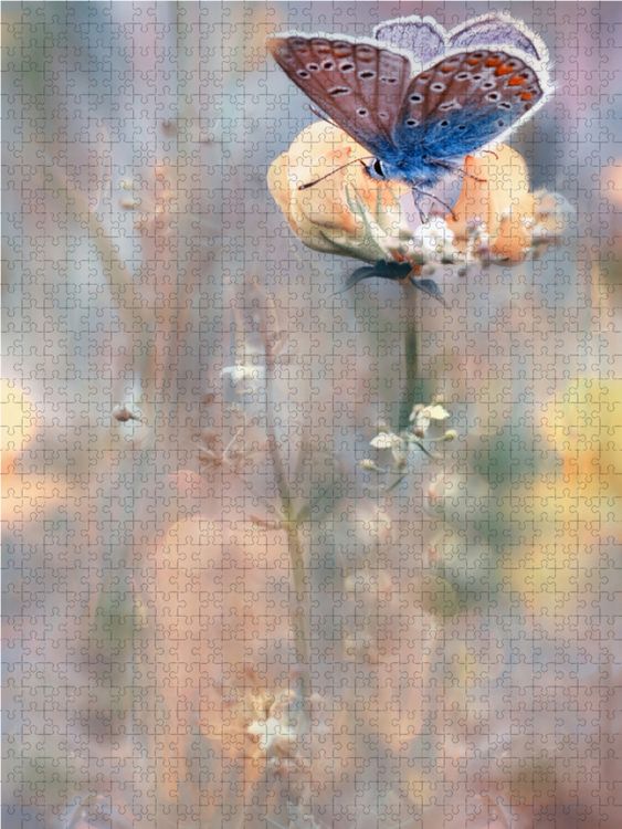 Produktbild: CALVENDO Puzzle Bl&auml;uling | 1000 Teile Lege-Gr&ouml;&szlig;e 64x48cm Foto-Puzzle f&uuml;r gl&uuml;ckliche Stunden
