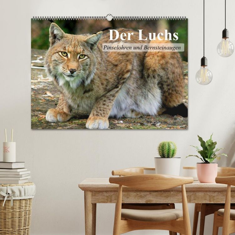 Produktbild: Der Luchs. Pinselohren und Bernsteinaugen (Wandkalender 2026 DIN A2 quer), CALVENDO Monatskalender