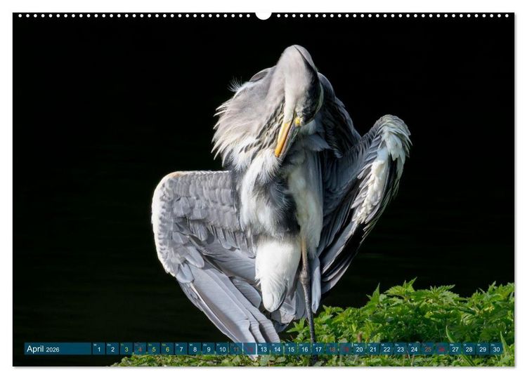 Produktbild: Kanadareiher und Graureiher (hochwertiger Premium Wandkalender 2026 DIN A2 quer), Kunstdruck in Hochglanz