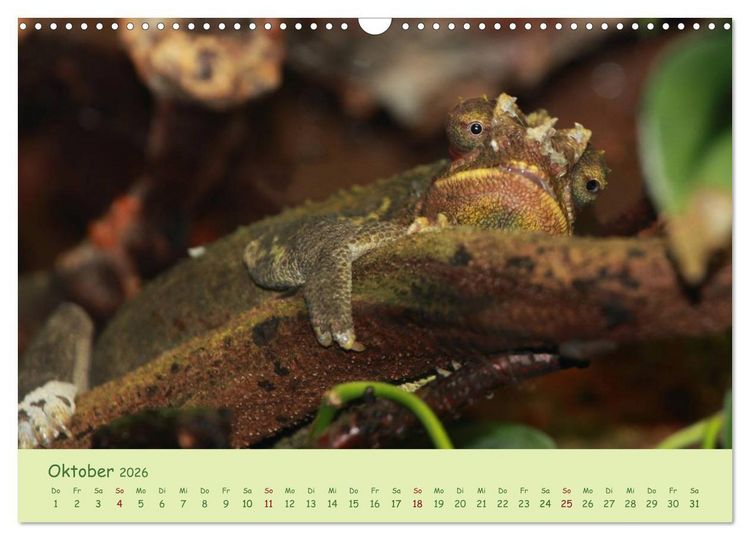 Produktbild: Augenblicke der Cham&auml;leons (Wandkalender 2026 DIN A3 quer), CALVENDO Monatskalender