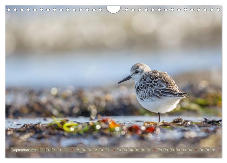 Produktbild: Wilder Dar&szlig; - Fuchs, Hirsch und Co. 2026 (Wandkalender 2026 DIN A4 quer), CALVENDO Monatskalender