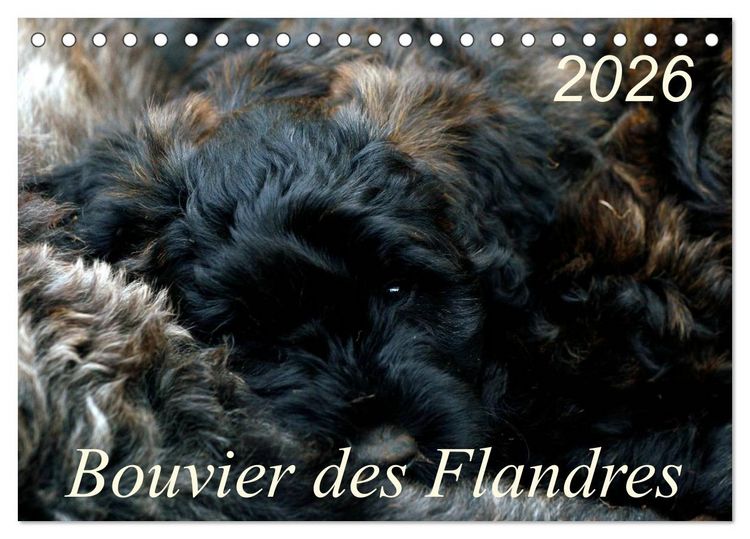 Produktbild: Bouvier des Flandres (Tischkalender 2026 DIN A5 quer), CALVENDO Monatskalender