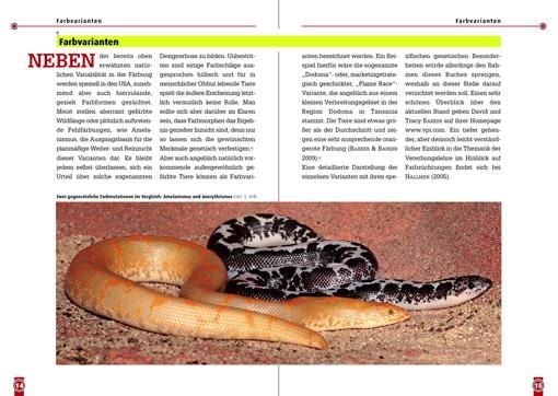 Produktbild: Die Ostafrikanische Sandboa