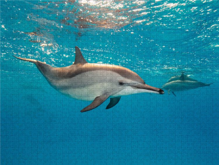 Produktbild: CALVENDO Puzzle Delfin | 1000 Teile Lege-Gr&ouml;&szlig;e 64x48cm Foto-Puzzle f&uuml;r gl&uuml;ckliche Stunden