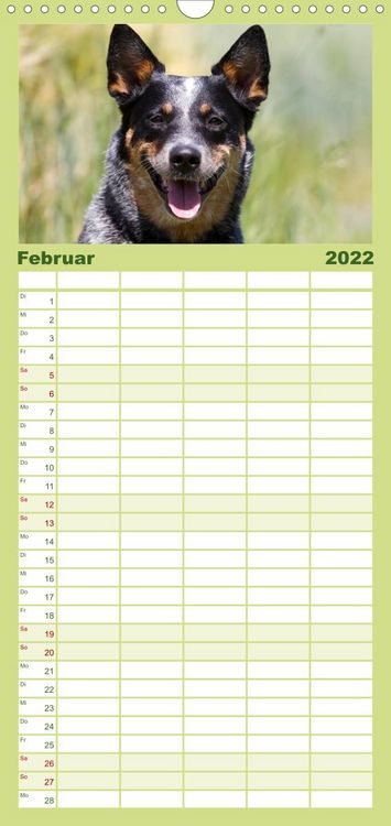 Produktbild: Familienplaner Faszinierende Australian Cattle Dogs (Wandkalender 2022 , 21 cm x 45 cm, hoch)