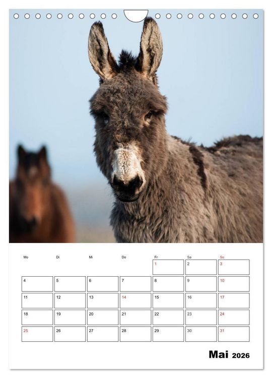 Produktbild: S&uuml;&szlig;e Esel. Langohren zum Verlieben (Wandkalender 2026 DIN A4 hoch), CALVENDO Monatskalender