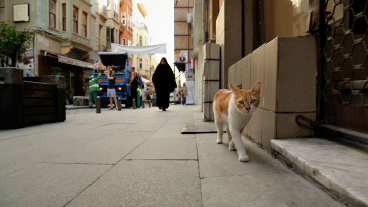 Produktbild: Kedi - Von Katzen und Menschen