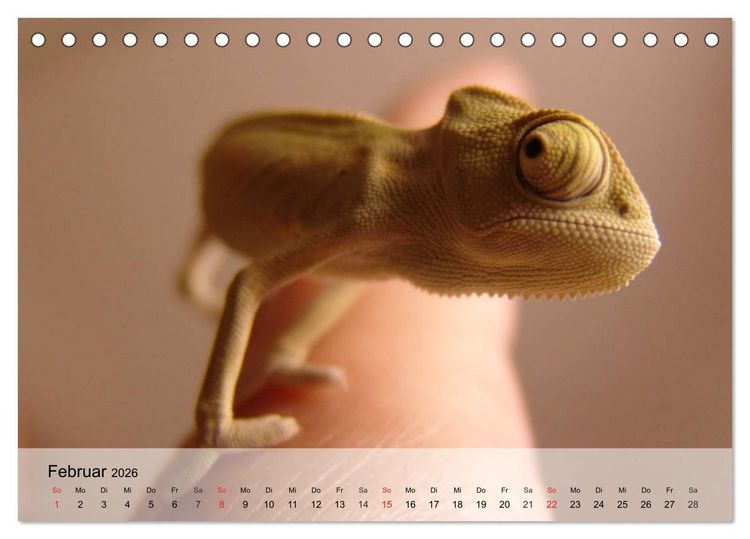 Produktbild: Kleine Reptilien (Tischkalender 2026 DIN A5 quer), CALVENDO Monatskalender