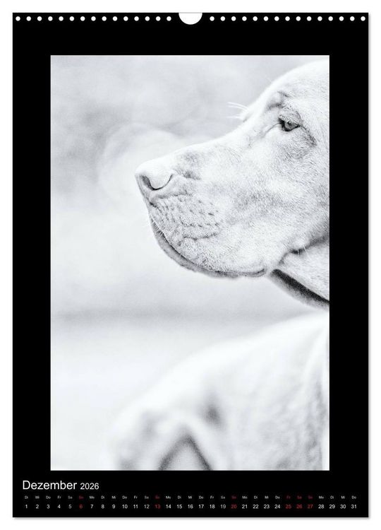 Produktbild: Vizsla-Liebe (Wandkalender 2026 DIN A3 hoch), CALVENDO Monatskalender