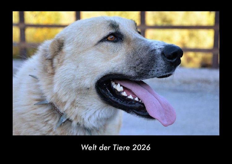 Produktbild: Welt der Tiere 2026 Fotokalender DIN A3