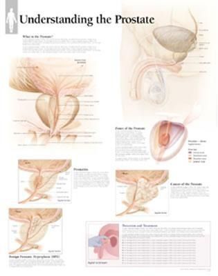 Produktbild: Understanding The Prostate