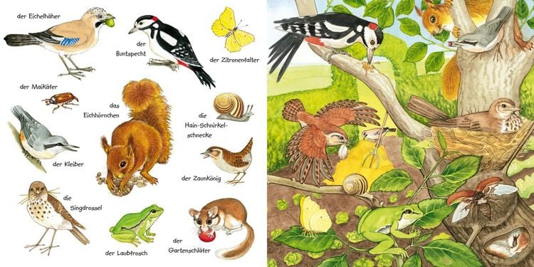Produktbild: Mein kleines buntes Bildw&ouml;rterbuch: Tiere im Park und im Garten