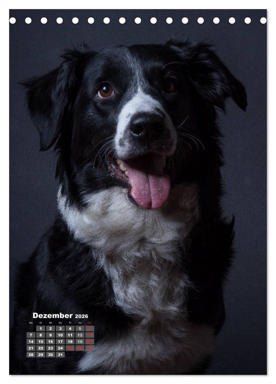 Produktbild: Treue Wegbegleiter, Hunde im Portrait. (Tischkalender 2026 DIN A5 hoch), CALVENDO Monatskalender