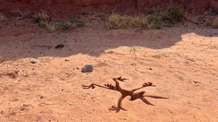 Produktbild: Coyote vs. ACME