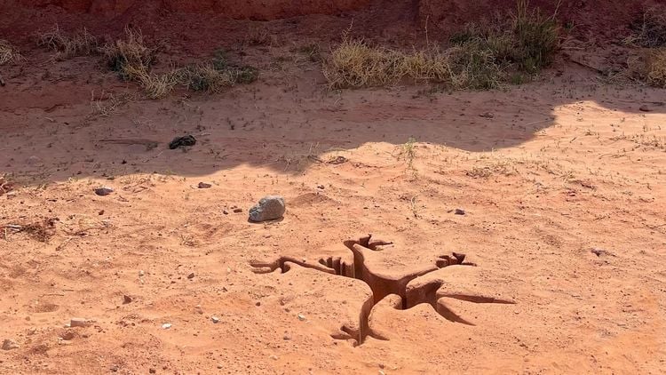Produktbild: Coyote vs. ACME