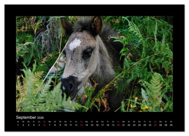 Produktbild: Garranos - Bedrohte Wildpferde Europas (Tischkalender 2026 DIN A5 quer), CALVENDO Monatskalender