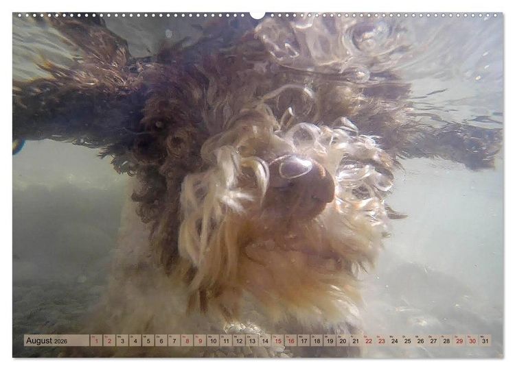 Produktbild: Lagotto Romagnolo in den Alpen 2026 (Wandkalender 2026 DIN A2 quer), CALVENDO Monatskalender