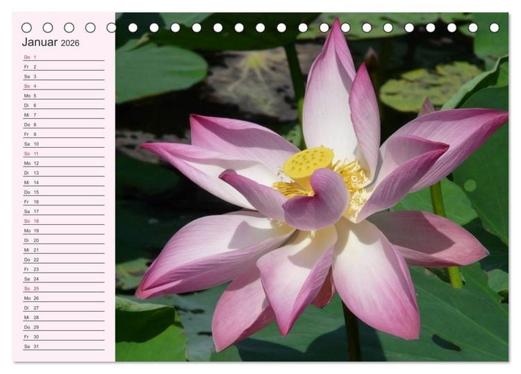 Produktbild: Lotos. Symbol f&uuml;r Reinheit und Kraft (Tischkalender 2026 DIN A5 quer), CALVENDO Monatskalender