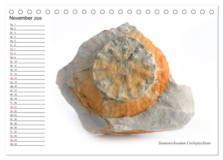 Produktbild: Fossilien - Versteinerte Relikte der Erdzeitalter (Tischkalender 2026 DIN A5 quer), CALVENDO Monatskalender