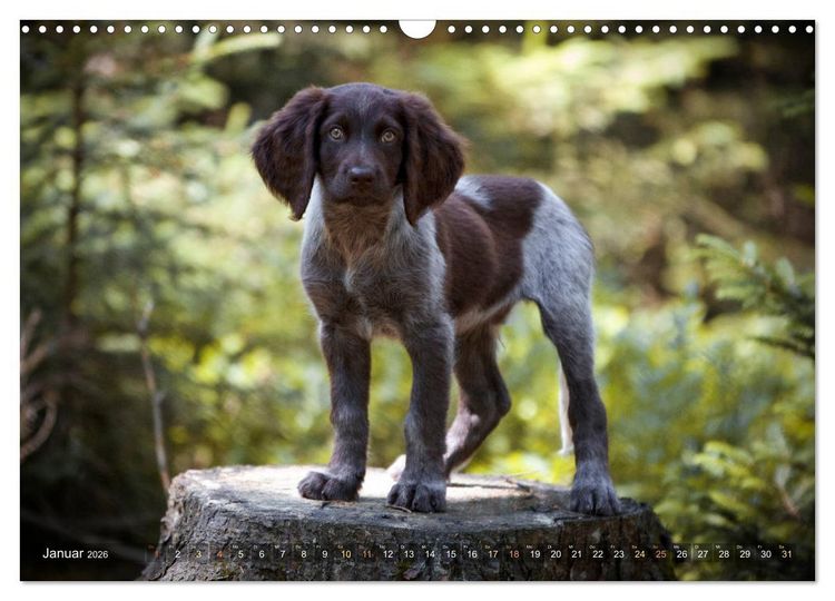 Produktbild: Faszination Jagdhund - Deutsch Langhaar (Wandkalender 2026 DIN A3 quer), CALVENDO Monatskalender