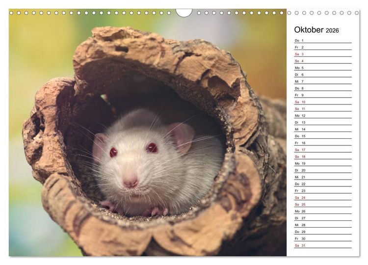 Produktbild: Ratten. Kleine Nager, gro&szlig;es Herz. (Wandkalender 2026 DIN A3 quer), CALVENDO Monatskalender