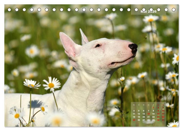 Produktbild: Bullterrier 2026 Frech und fr&ouml;hlich durch das Jahr (Tischkalender 2026 DIN A5 quer), CALVENDO Monatskalender