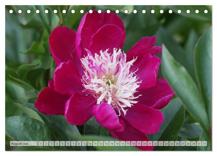 Produktbild: PFINGSTROSEN Rosen ohne Dornen (Tischkalender 2026 DIN A5 quer), CALVENDO Monatskalender