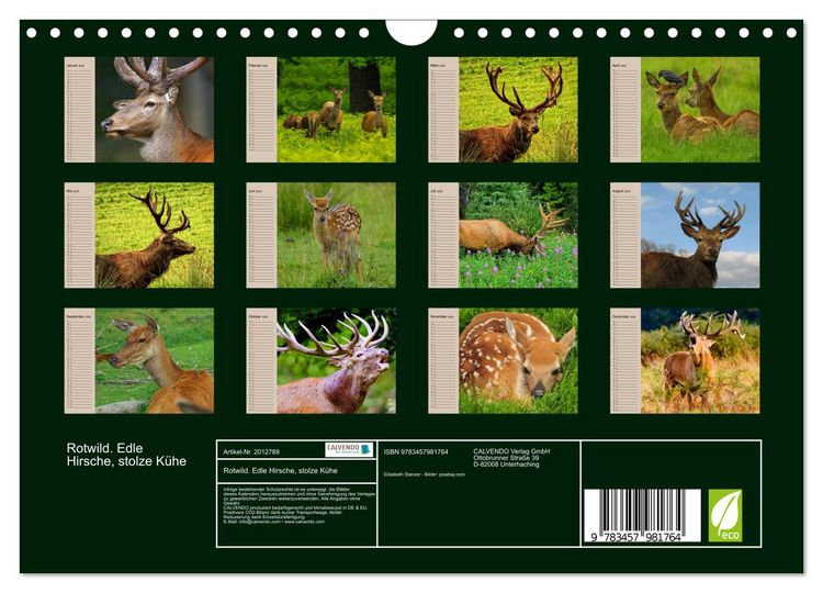 Produktbild: Rotwild. Edle Hirsche, stolze K&uuml;he (Wandkalender 2026 DIN A4 quer), CALVENDO Monatskalender