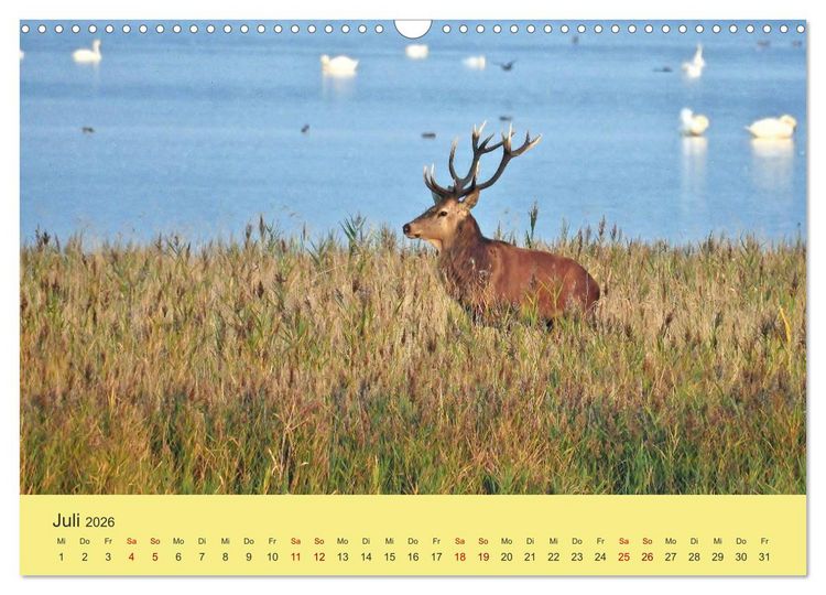 Produktbild: K&uuml;sten Hirsche - Rotwild auf dem Dar&szlig; (Wandkalender 2026 DIN A3 quer), CALVENDO Monatskalender