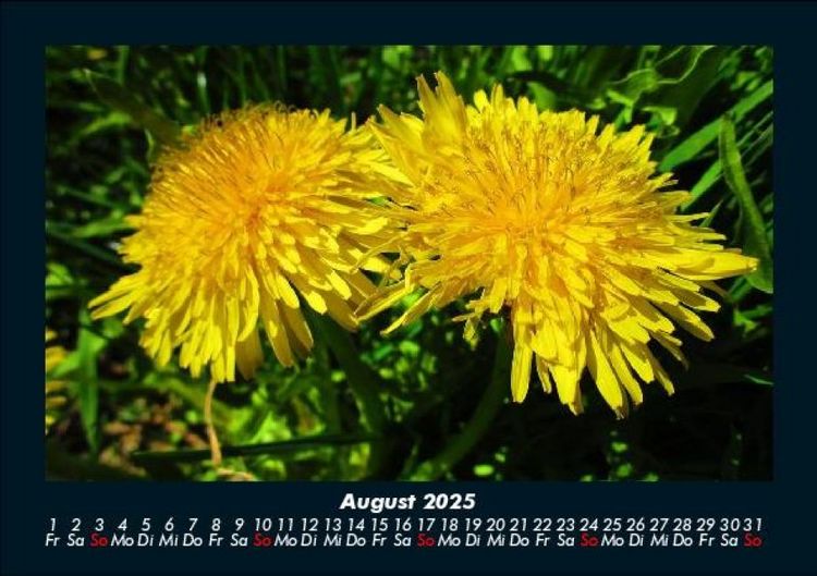 Produktbild: Blumentr&auml;ume 2025 Fotokalender DIN A5