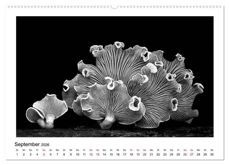 Produktbild: Die grafische Sch&ouml;nheit der Pflanzen &ndash; Schwarz-Wei&szlig; (hochwertiger Premium Wandkalender 2026 DIN A2 quer), Kunstdruck in Hochglanz