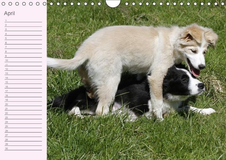 Produktbild: Border Collie-Welpen Geburtstagskalender (Wandkalender immerw&auml;hrend DIN A4 quer)
