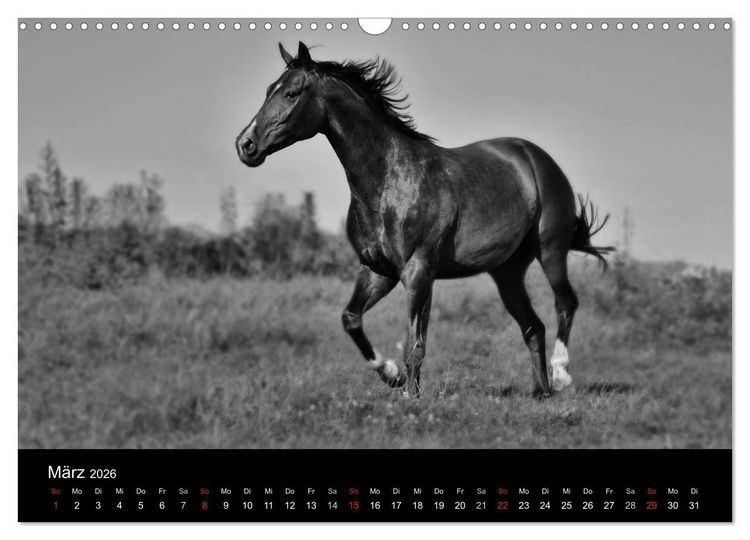 Produktbild: Pferde 2026 Wild Thing (Wandkalender 2026 DIN A3 quer), CALVENDO Monatskalender