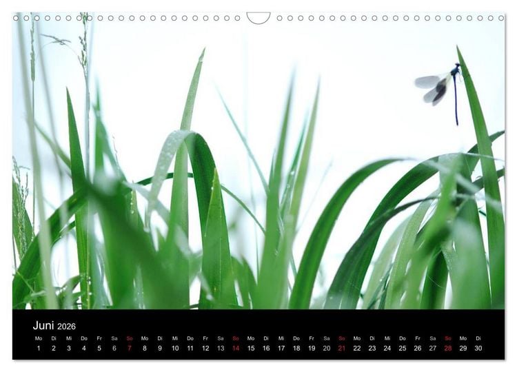 Produktbild: WILD - Tierkalender 2026 (Wandkalender 2026 DIN A3 quer), CALVENDO Monatskalender