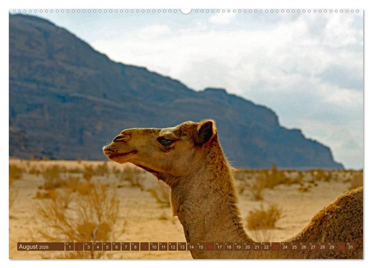 Produktbild: Die W&uuml;ste Wadi Rum (Wandkalender 2026 DIN A2 quer), CALVENDO Monatskalender