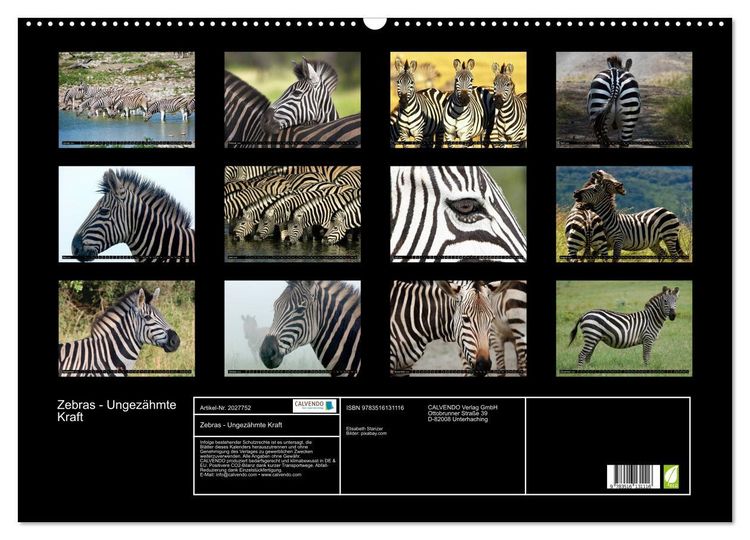 Produktbild: Zebras - Ungez&auml;hmte Kraft (Wandkalender 2026 DIN A2 quer), CALVENDO Monatskalender
