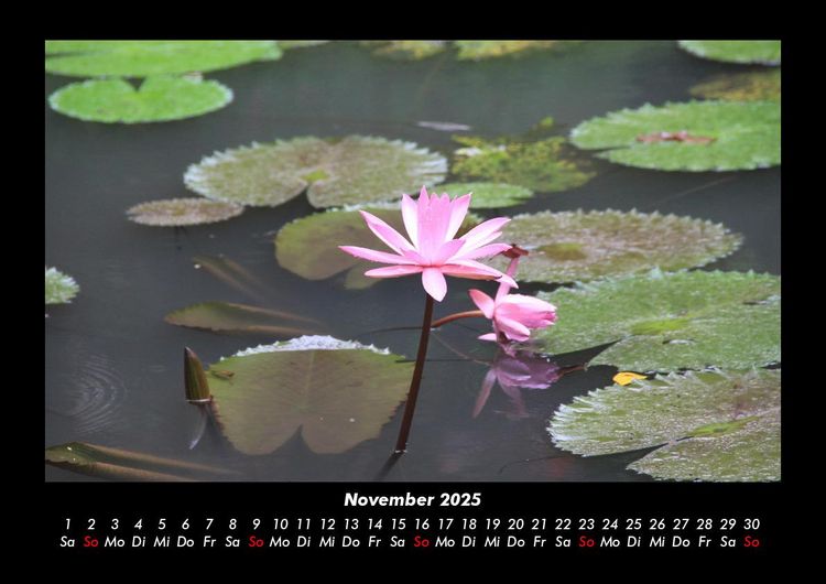 Produktbild: Rosen-Kalender 2025 Fotokalender DIN A3