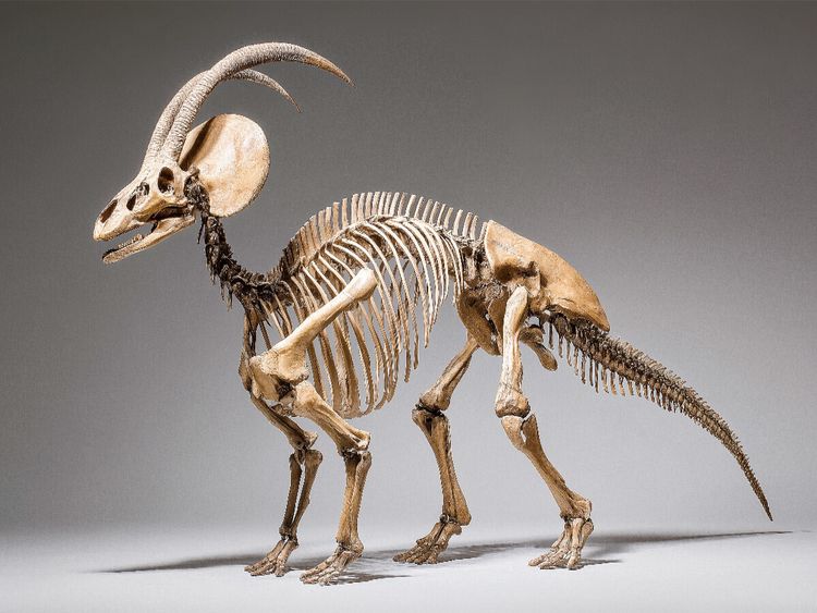 Produktbild: CALVENDO Puzzle Dinosaurier Parasaurolophus-Skelett mit markantem Kopfkamm | 1000 Teile Lege-Gr&ouml;&szlig;e 64x48cm Foto-Puzzle f&uuml;r gl&uuml;ckliche Stunden