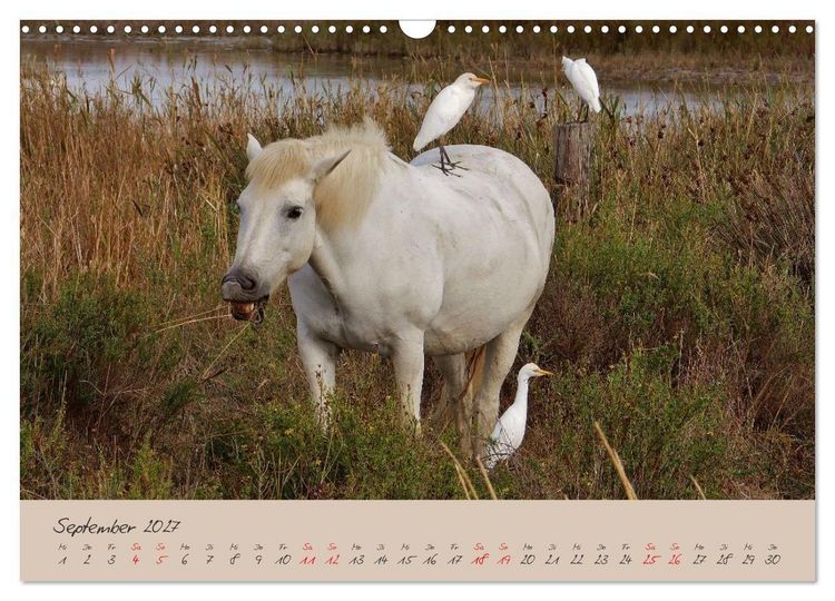 Produktbild: Wildes S&uuml;dfrankreich (Wandkalender 2027 DIN A3 quer), CALVENDO Monatskalender