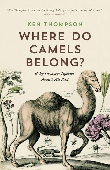 Produktbild: Where Do Camels Belong?