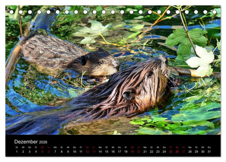 Produktbild: Das Leben der Biber (Tischkalender 2026 DIN A5 quer), CALVENDO Monatskalender