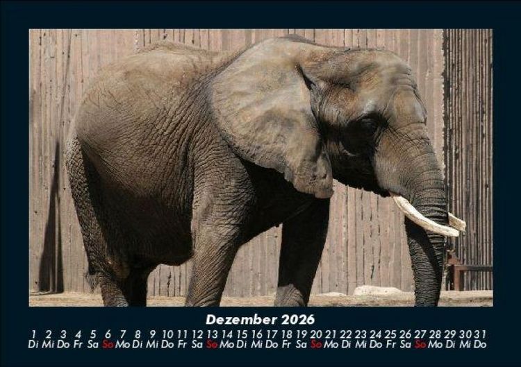 Produktbild: Elefanten - Die sanften Riesen Afrikas 2026 Fotokalender DIN A5
