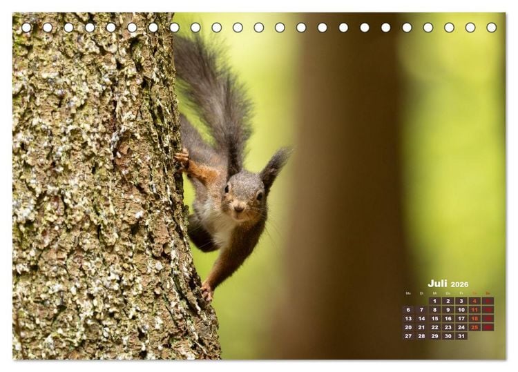 Produktbild: Das Eurasische Eichh&ouml;rnchen - Kunterbuntes Waldtreiben (Tischkalender 2026 DIN A5 quer), CALVENDO Monatskalender