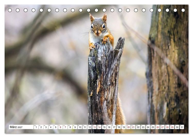 Produktbild: Eichh&ouml;rnchen - Kleine Tiere mit gro&szlig;em Charakter (Tischkalender 2027 DIN A5 quer), CALVENDO Monatskalender