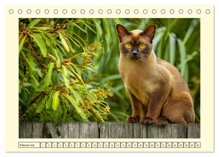 Produktbild: Burma-Katzen. Ausstrahlung und Anmut der faszinierenden Samtpfoten (Tischkalender 2026 DIN A5 quer), CALVENDO Monatskalender