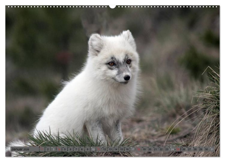 Produktbild: Wildtiere Nordamerikas (hochwertiger Premium Wandkalender 2026 DIN A2 quer), Kunstdruck in Hochglanz