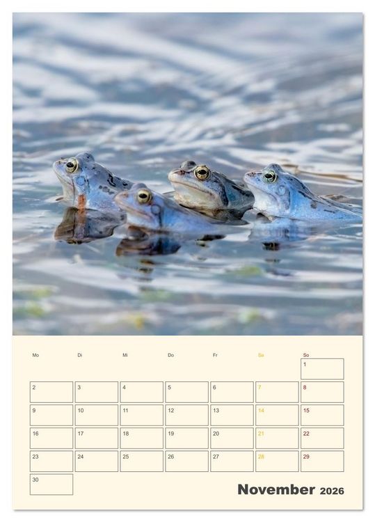 Produktbild: Moorfrosch Geheimnisse &ndash; Farben, Flirts & Froschkonzerte - Tanja Riedel (Tischkalender 2026 DIN A5 hoch), CALVENDO Monatskalender